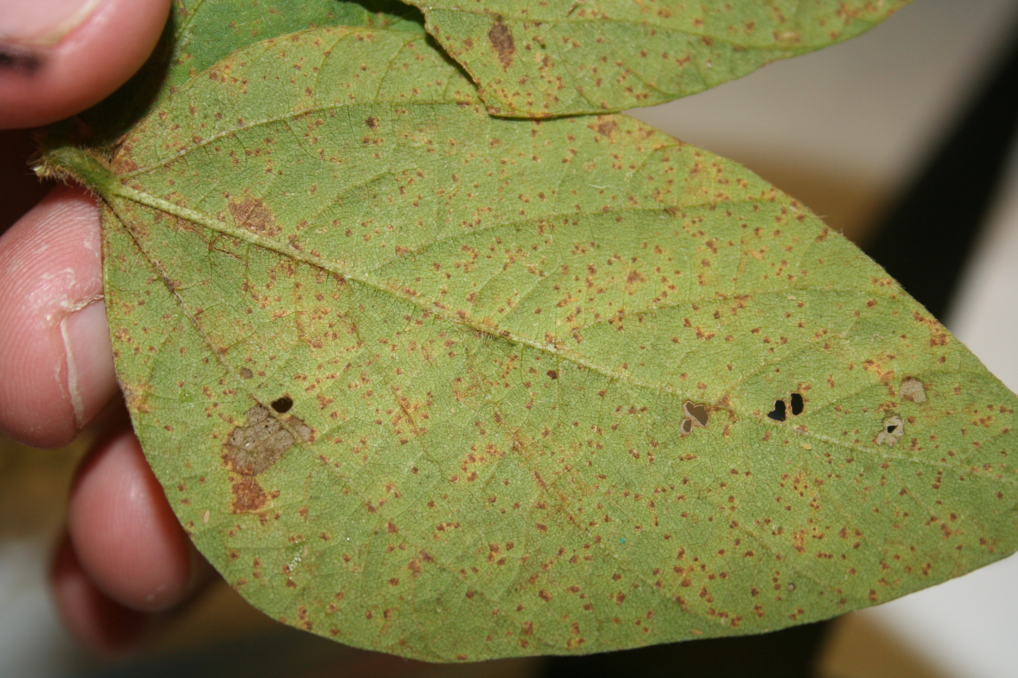 Be On The Lookout for Soybean Rust and Tar Spot CropTech Consulting