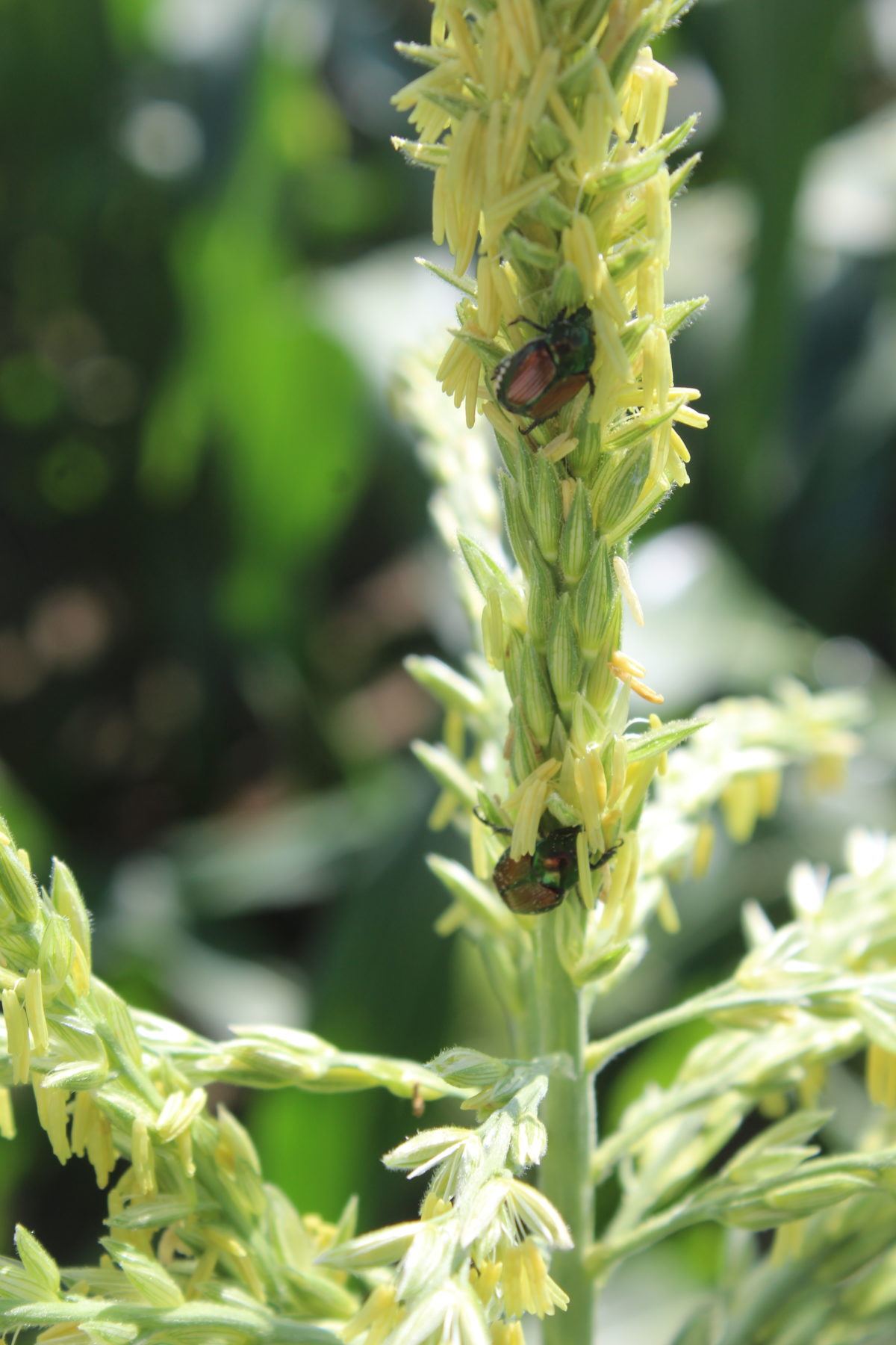 Boots In The Field Report July 12, 2019 CropTech Consulting