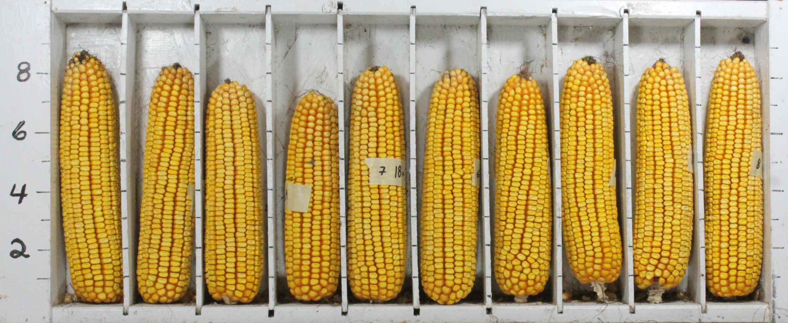 Corn Ear Photo