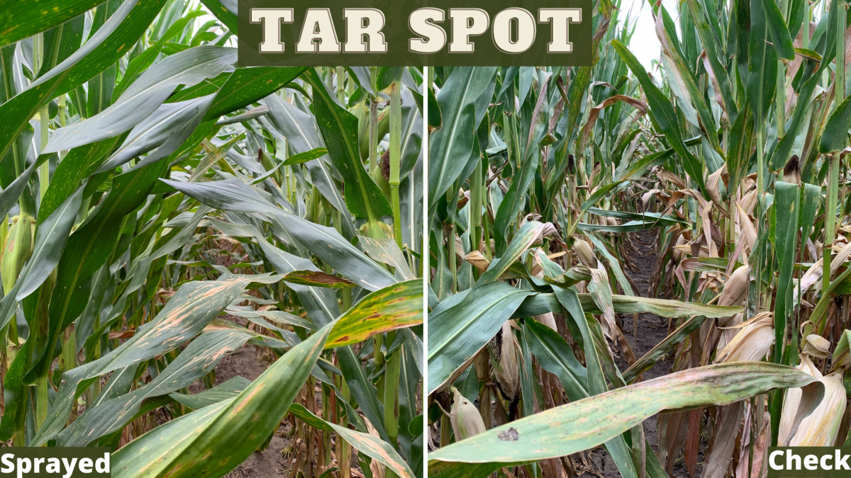 Boots In The Field Report August 25, 2021 CropTech Consulting